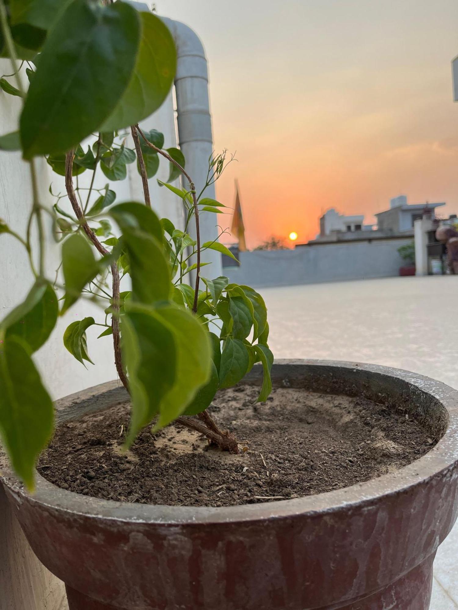 斋浦尔 Ciudad Rosa酒店 外观 照片